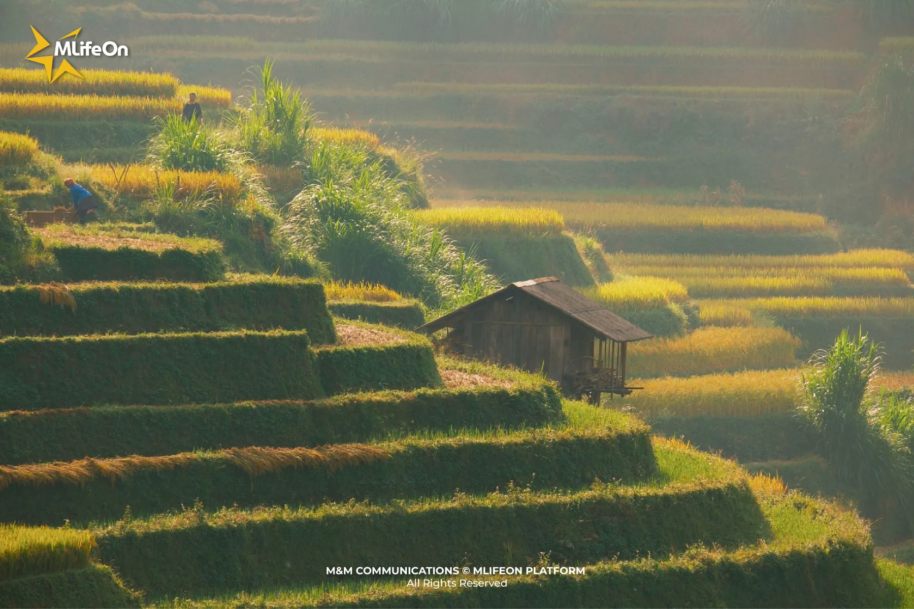 MLIFEON_SEO_NHA NGO-04.jpg