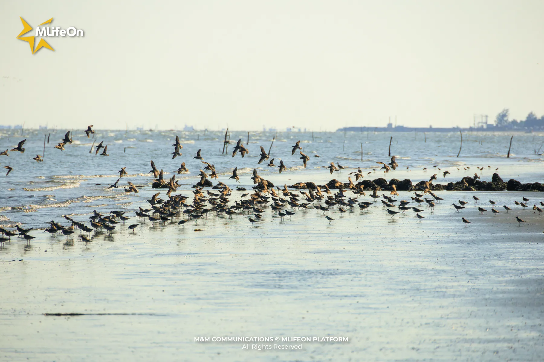 MLIFEON_WEB_T9_CHIM BIEN-01.jpg