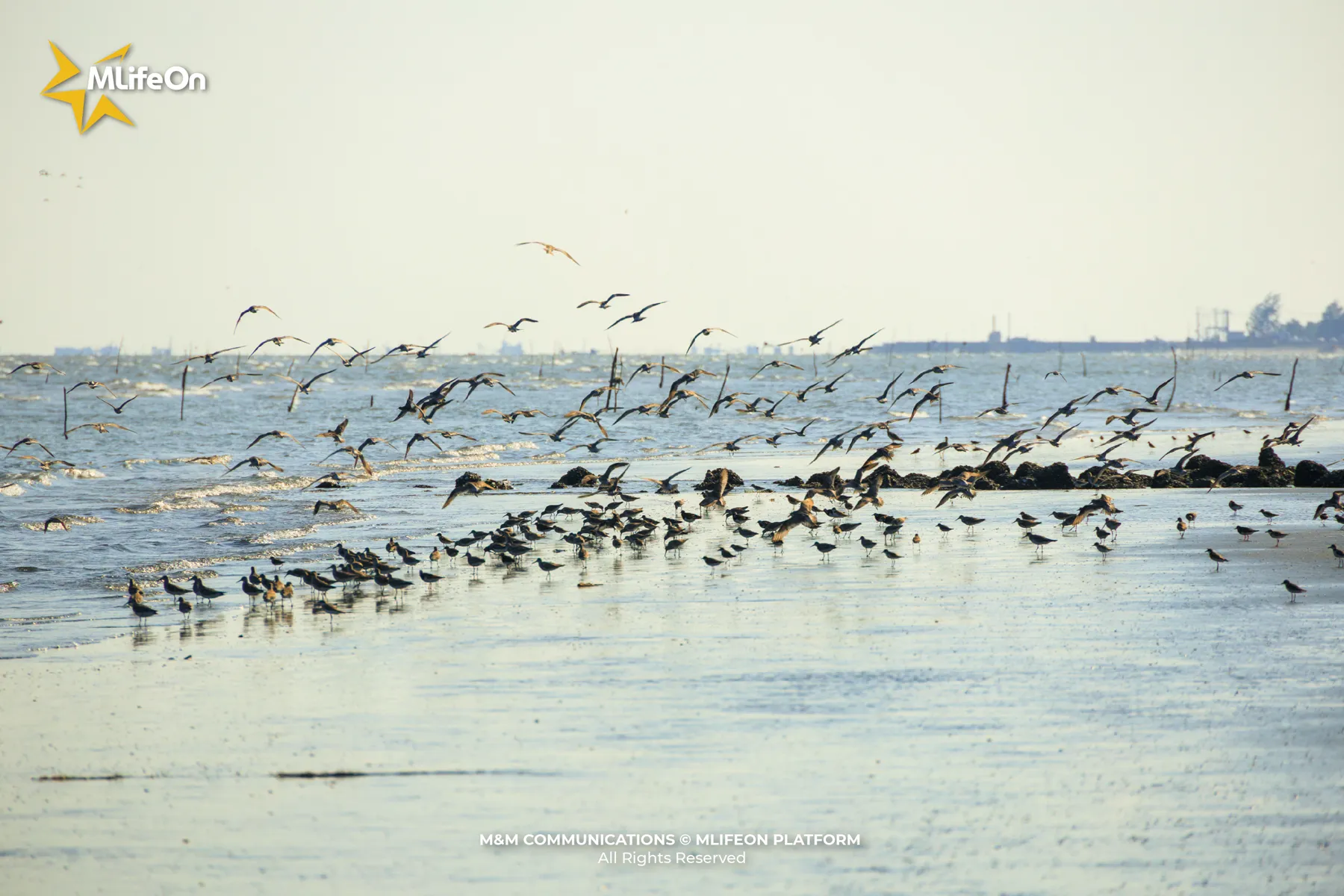 MLIFEON_WEB_T9_CHIM BIEN-02.jpg