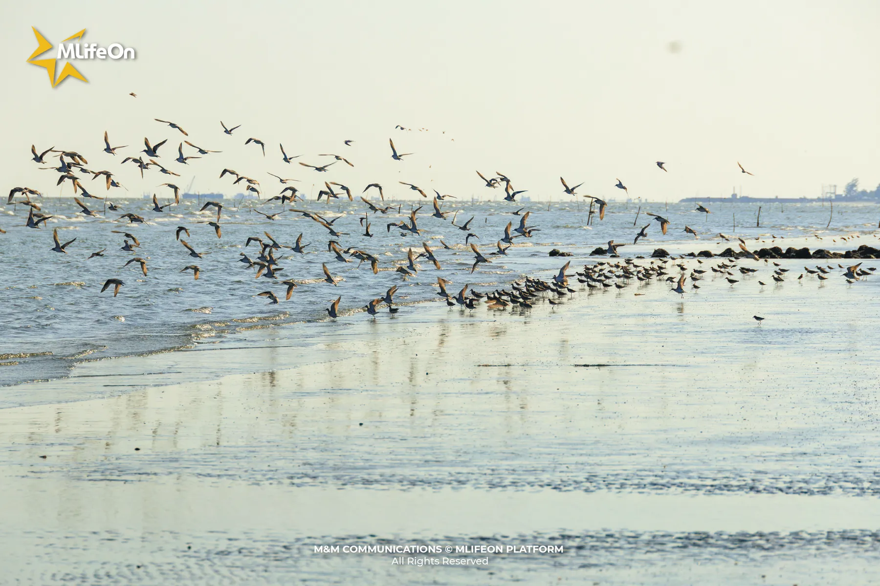 Flocks of seabirds gather on the tidal flats during the early days of migration