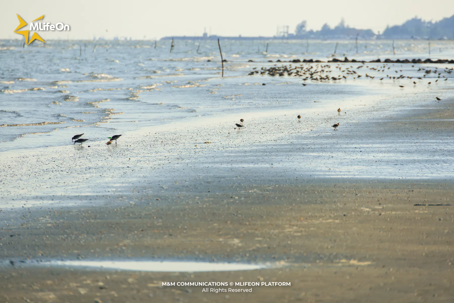 MLIFEON_WEB_T9_CHIM BIEN-04.jpg