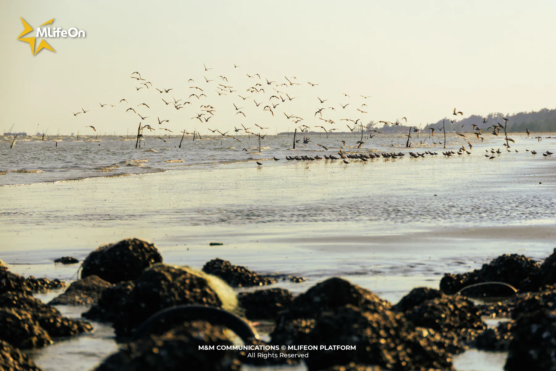 MLIFEON_WEB_T9_CHIM BIEN-05.jpg