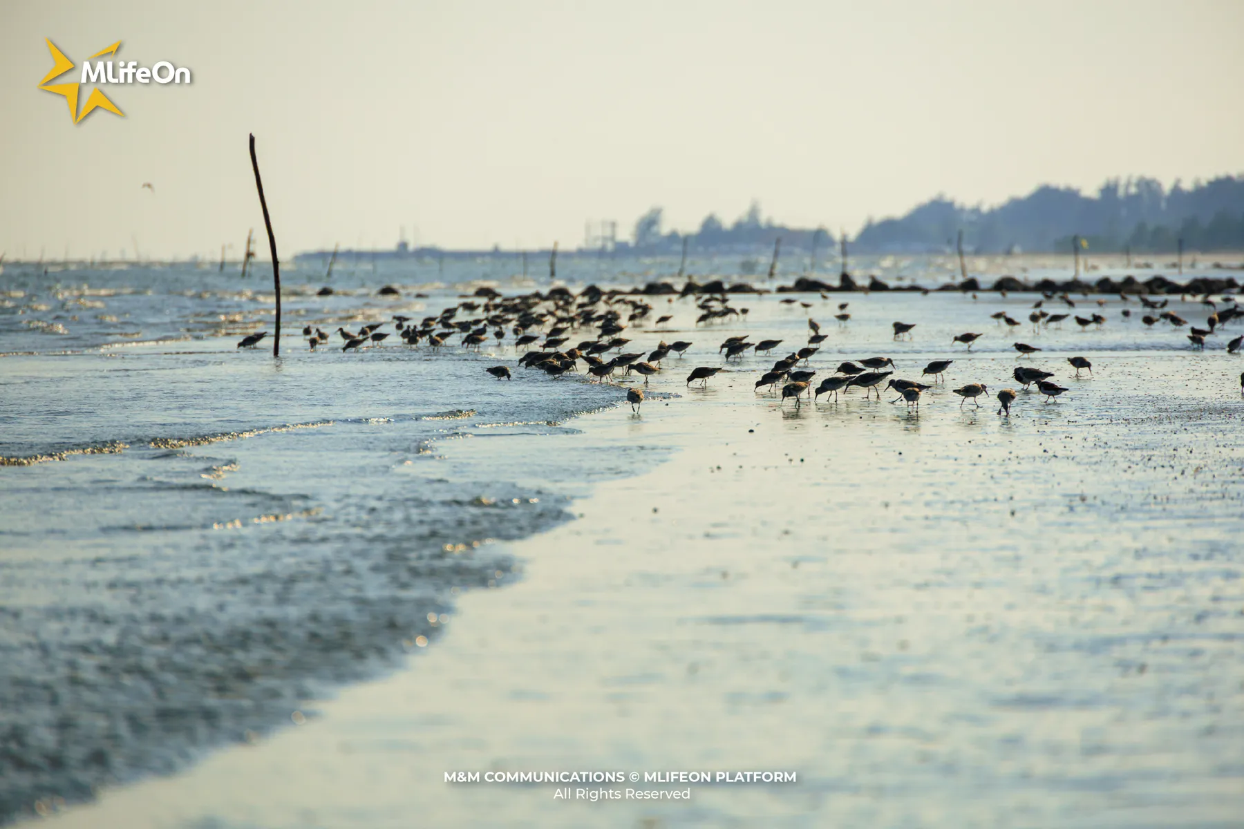 Delicate yet resilient wings preparing for the long flight ahead.