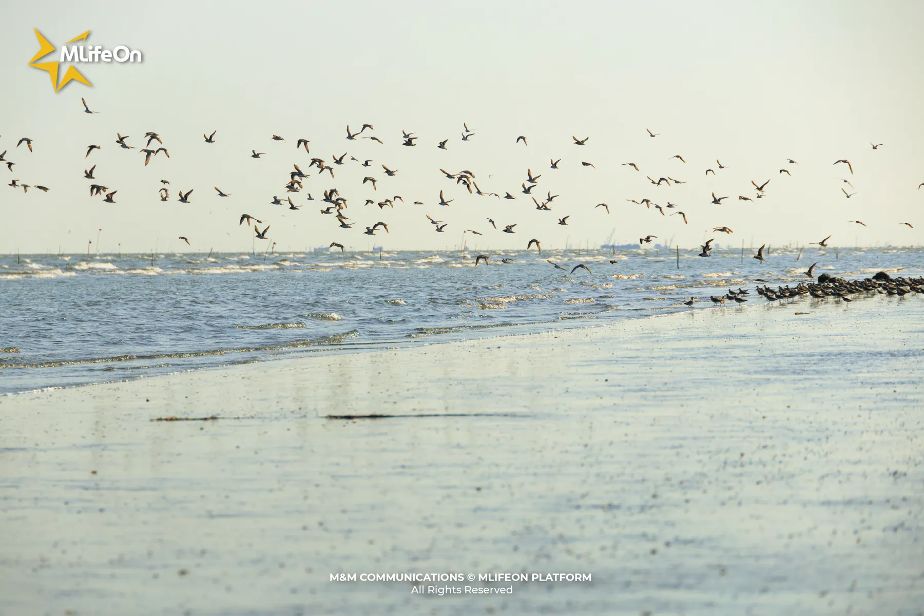 MLIFEON_WEB_T9_CHIM BIEN-07.jpg