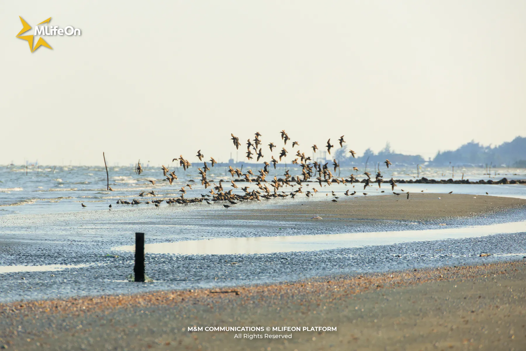 MLIFEON_WEB_T9_CHIM BIEN-08.jpg