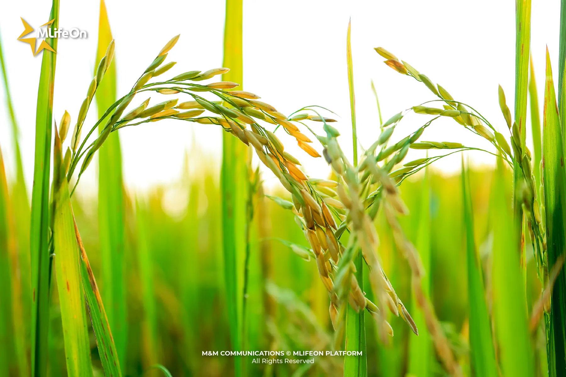 MLIFEON_WEB_T10_LUA VIET NAM-01.jpg