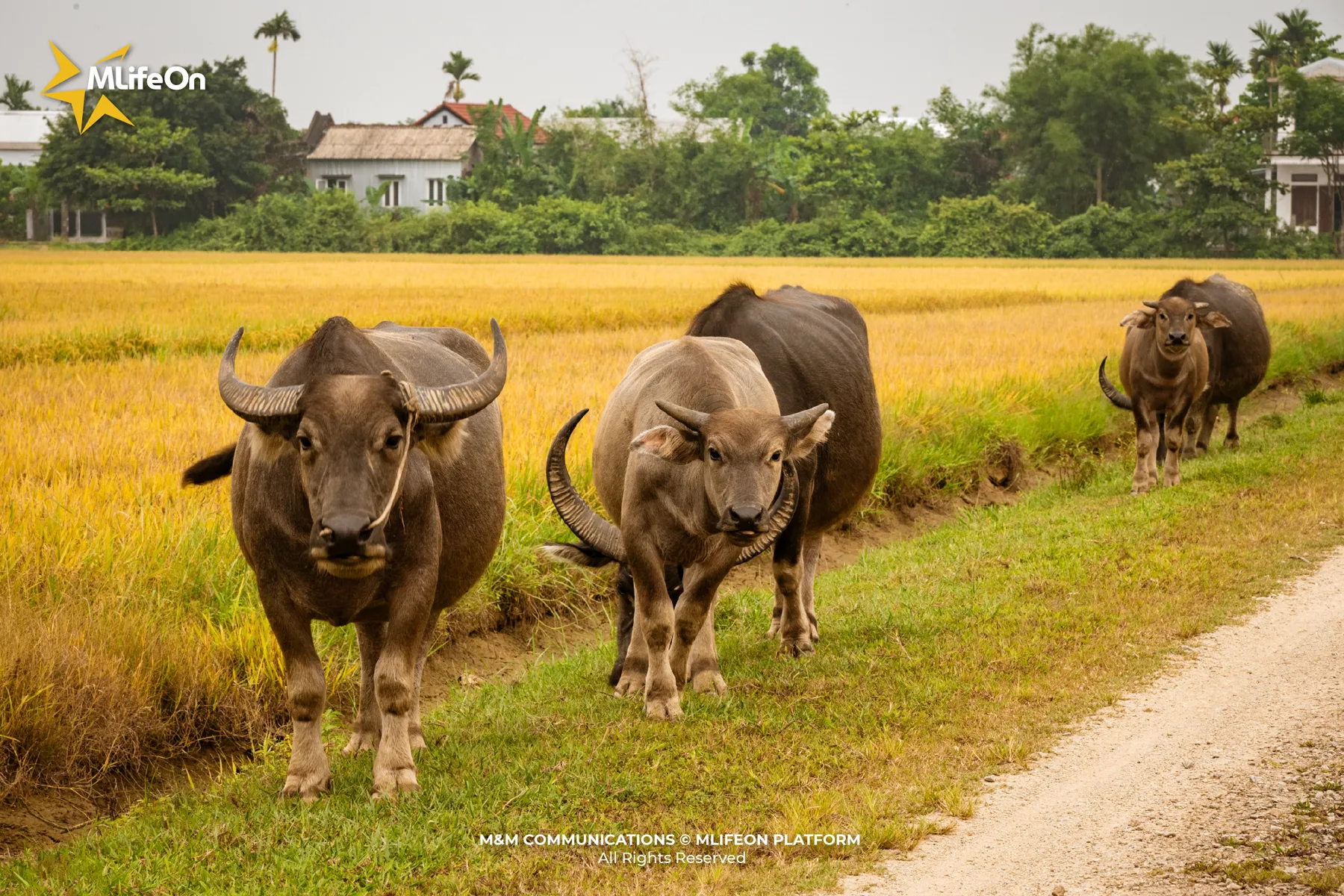 MLIFEON_WEB_T10_LUA VIET NAM-03.jpg