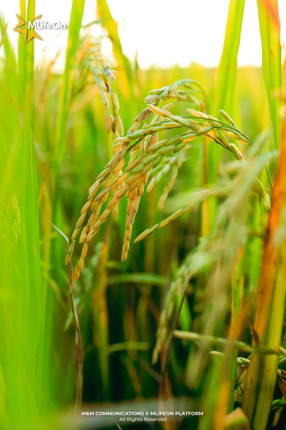 MLIFEON_WEB_T10_LUA VIET NAM-08.jpg