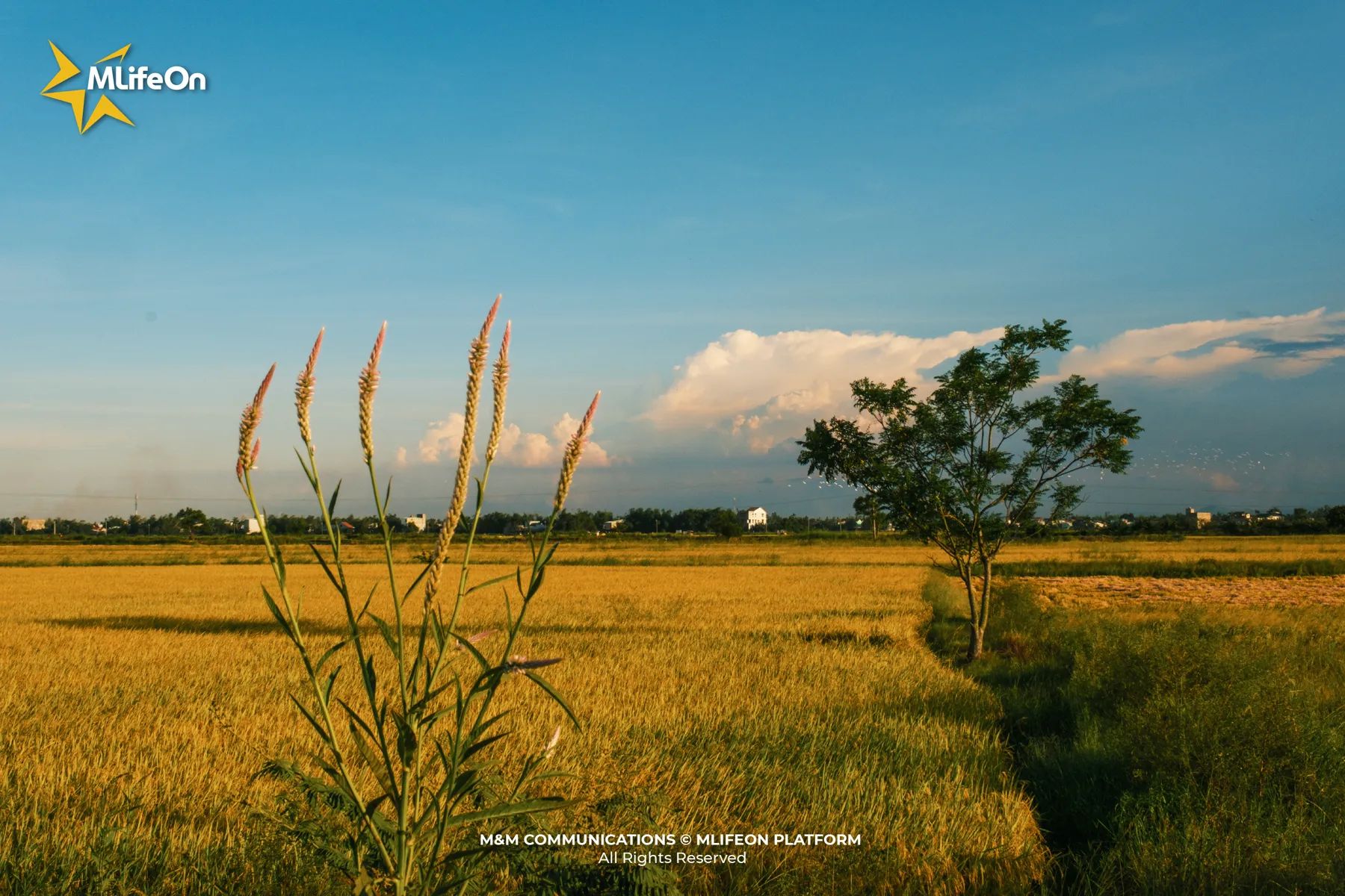 MLIFEON_WEB_T10_LUA VIET NAM-12.jpg