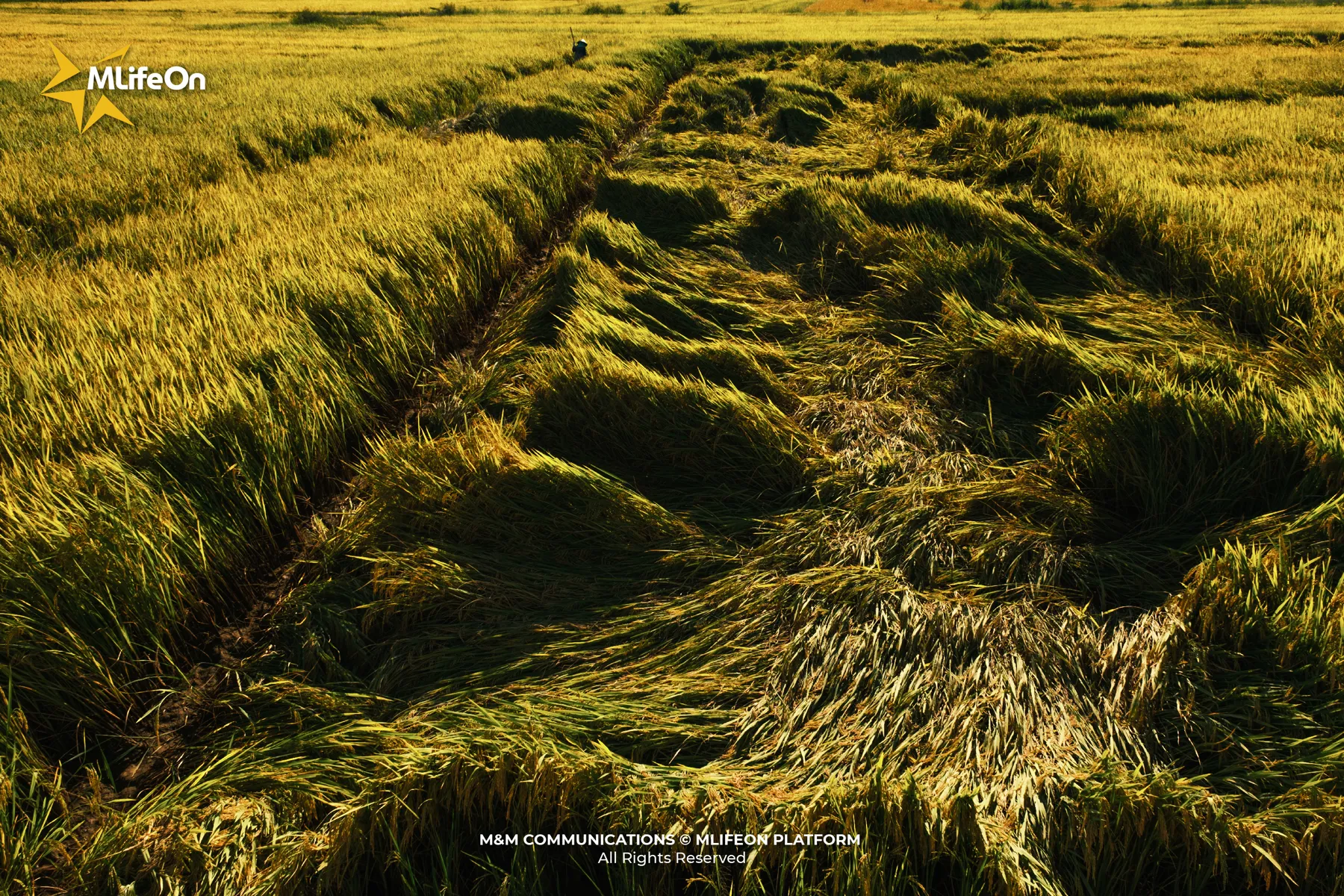 MLIFEON_WEB_T10_LUA VIET NAM-13.jpg