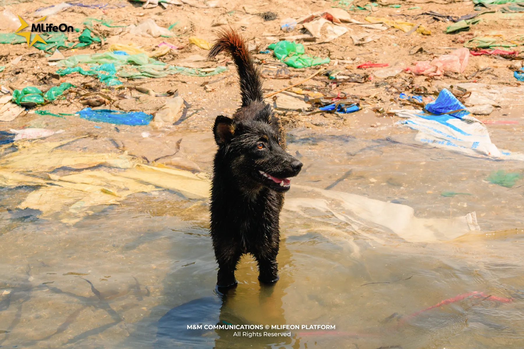 GIU MAU XANH CHI BIEN-05.jpg