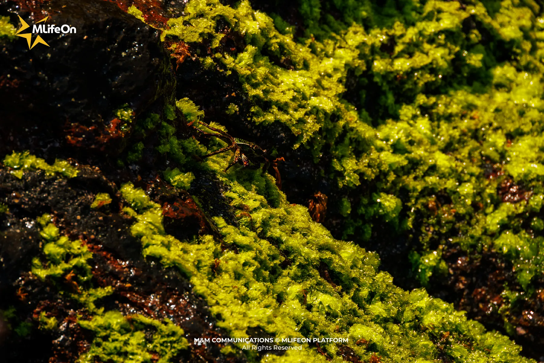 GIU MAU XANH CHI BIEN-06.jpg