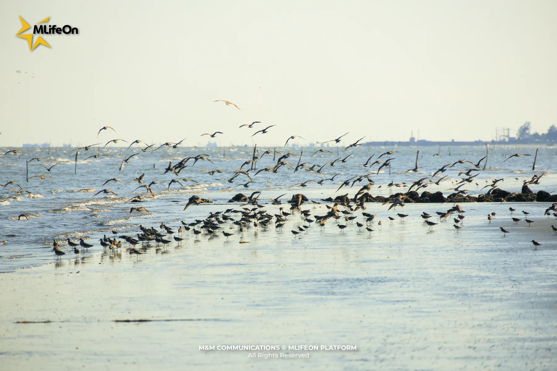 GIU MAU XANH CHI BIEN-07.jpg