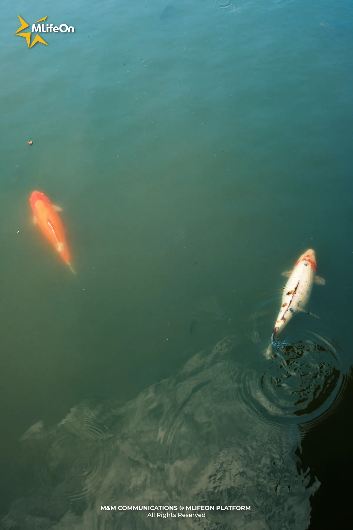 MLIFEON_SEO_T10_LANG TAM TRIEU NGUYEN-06.jpg