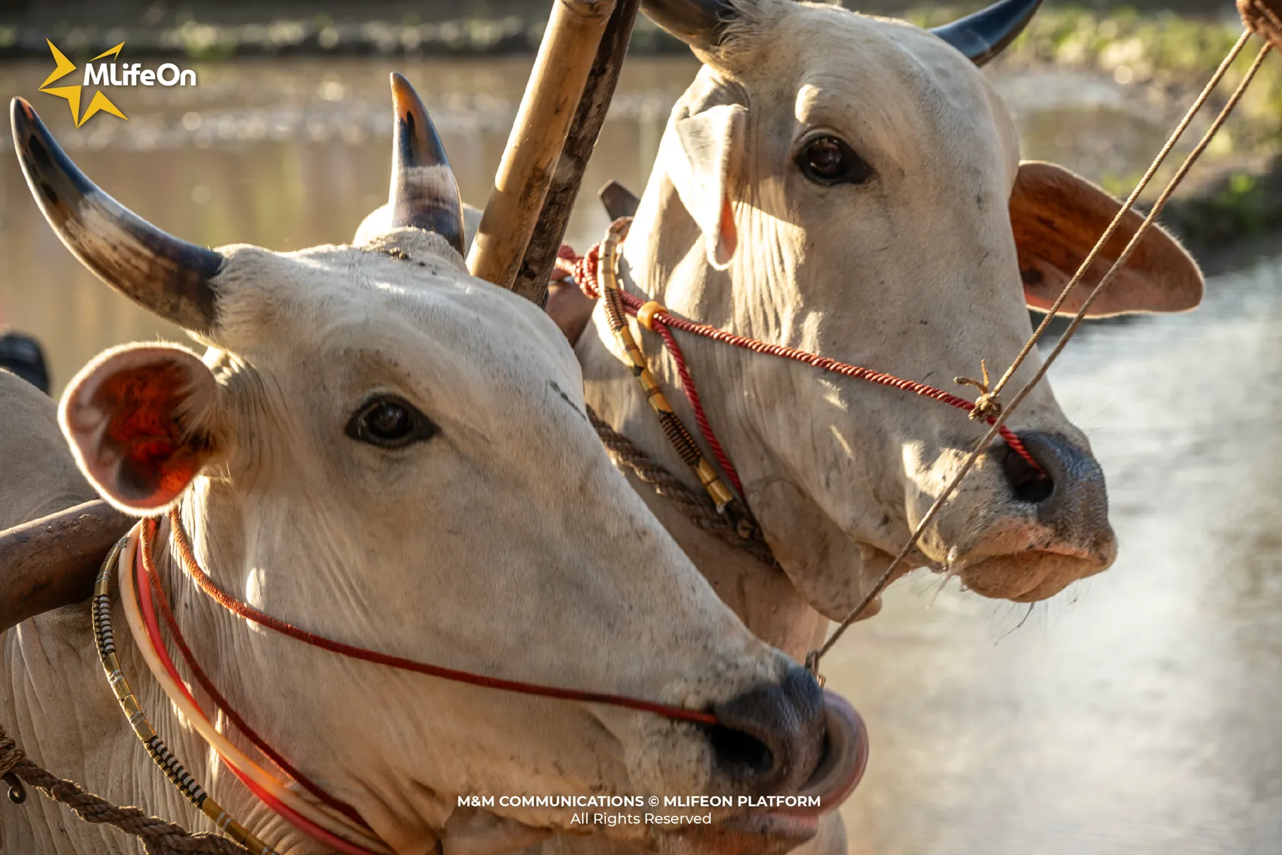 MLIFEON_WEB_T10_DUA BO BAY NUI-03.jpg