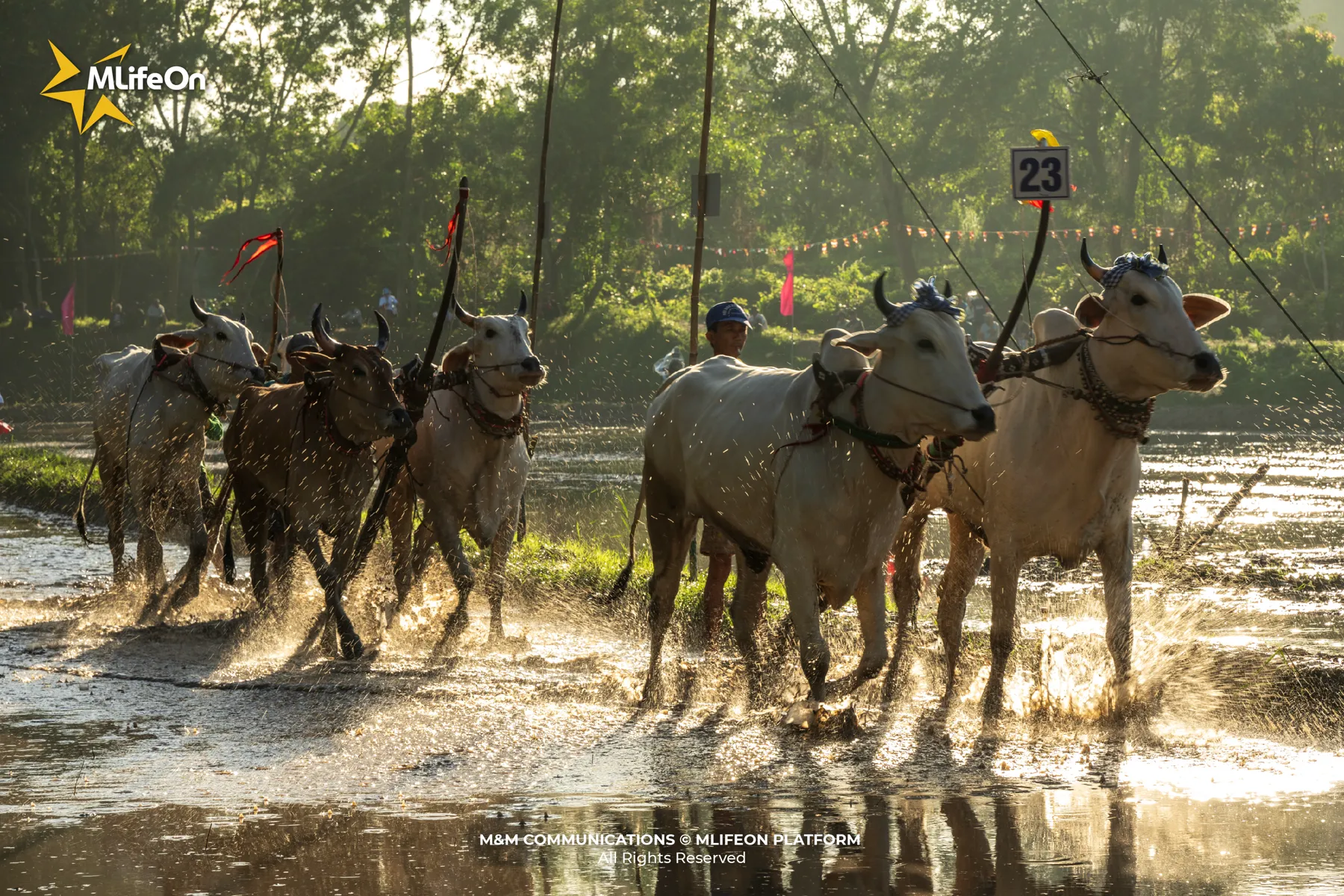 MLIFEON_WEB_T10_DUA BO BAY NUI-07.jpg