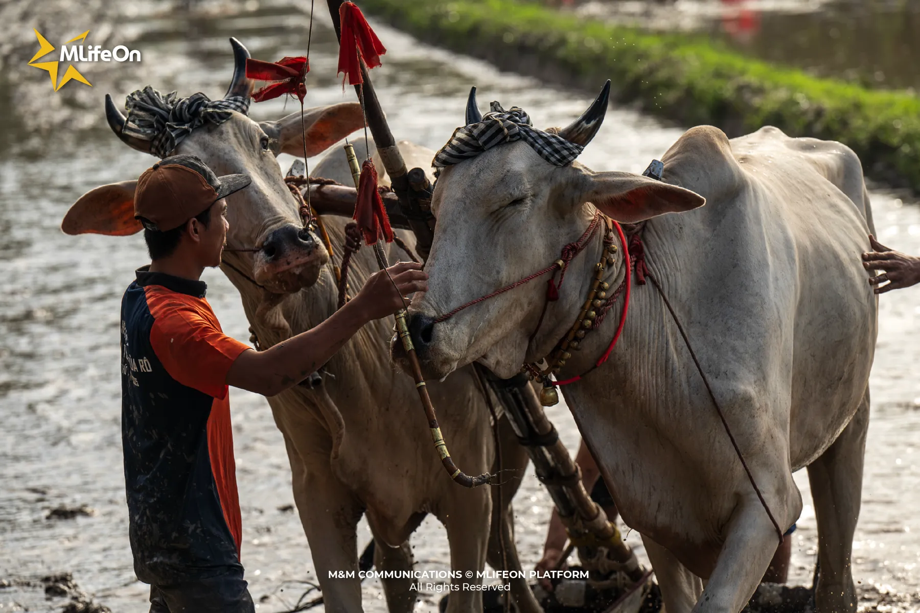 MLIFEON_WEB_T10_DUA BO BAY NUI-10.jpg