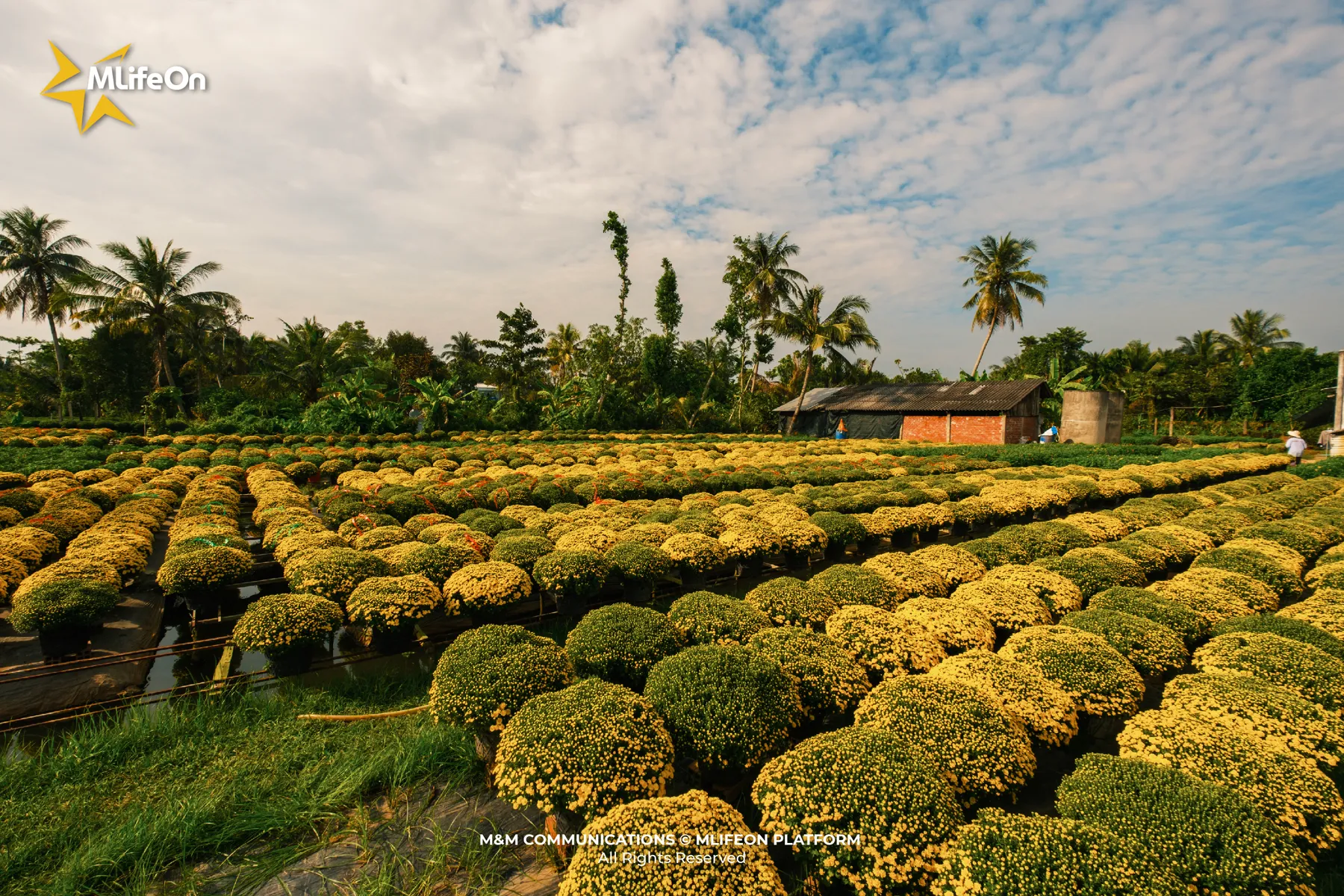 MLÌEON_WEB_T11_CHO LACH-01.jpg