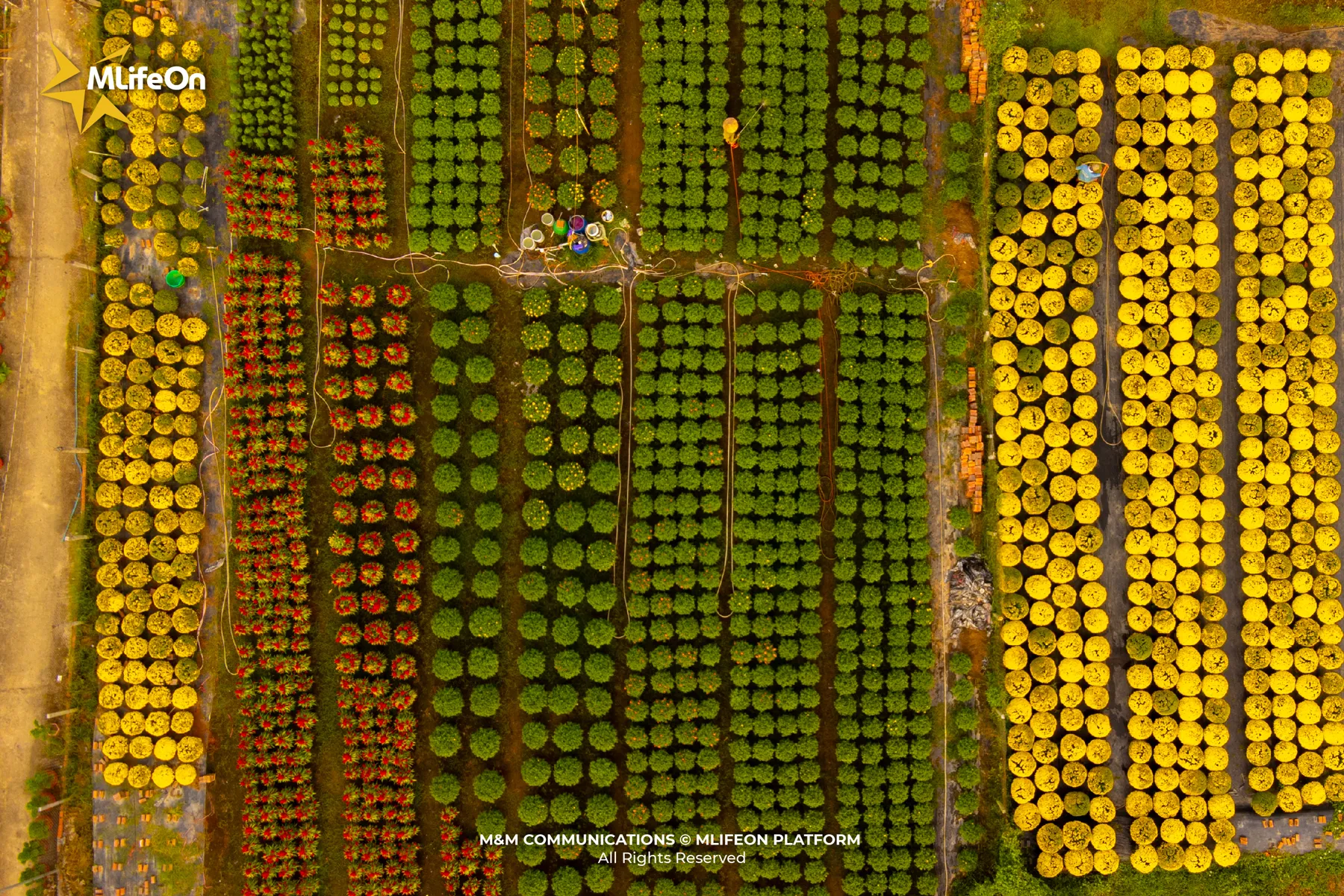 MLÌEON_WEB_T11_CHO LACH-03.jpg