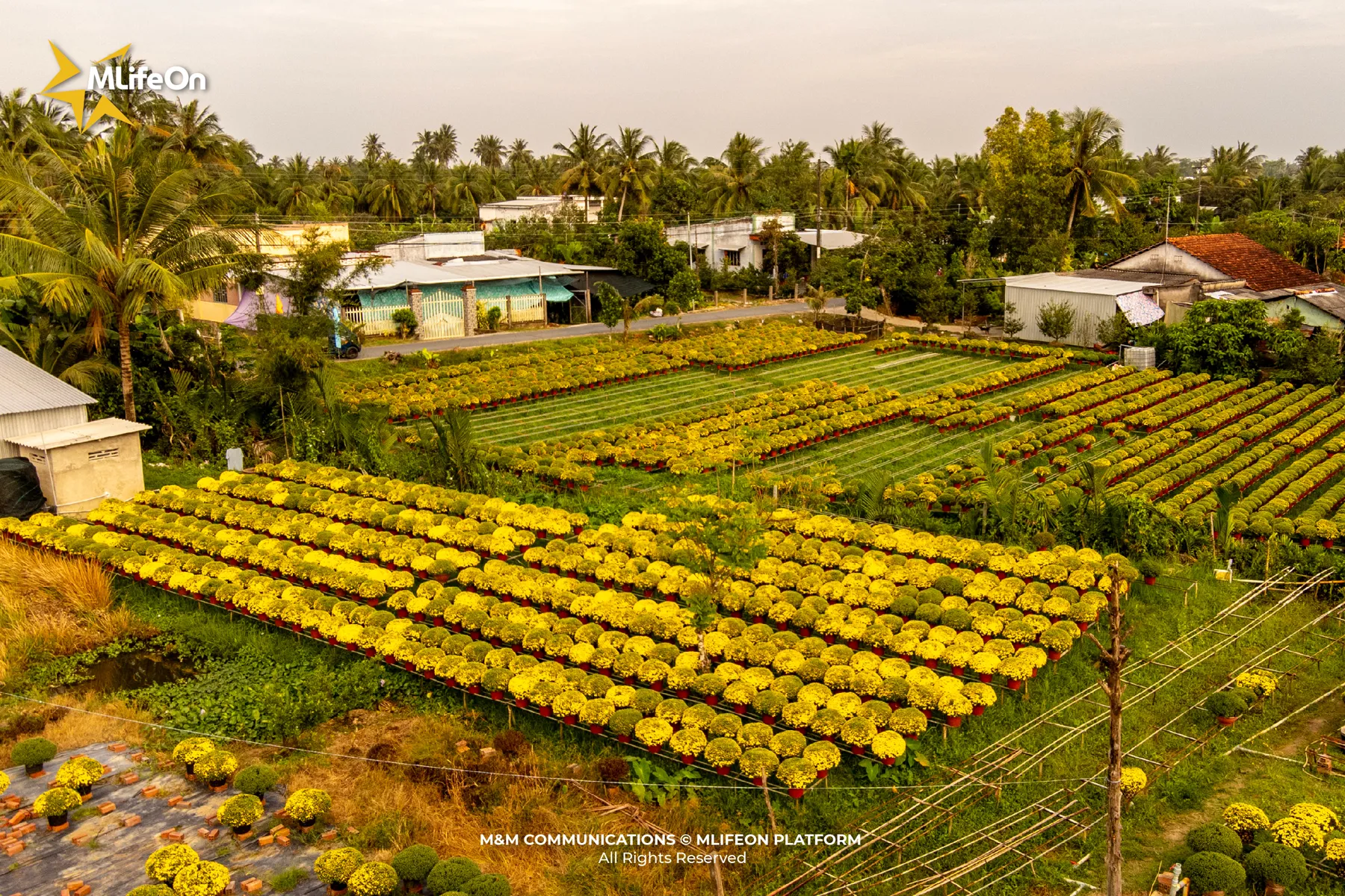 MLÌEON_WEB_T11_CHO LACH-04.jpg