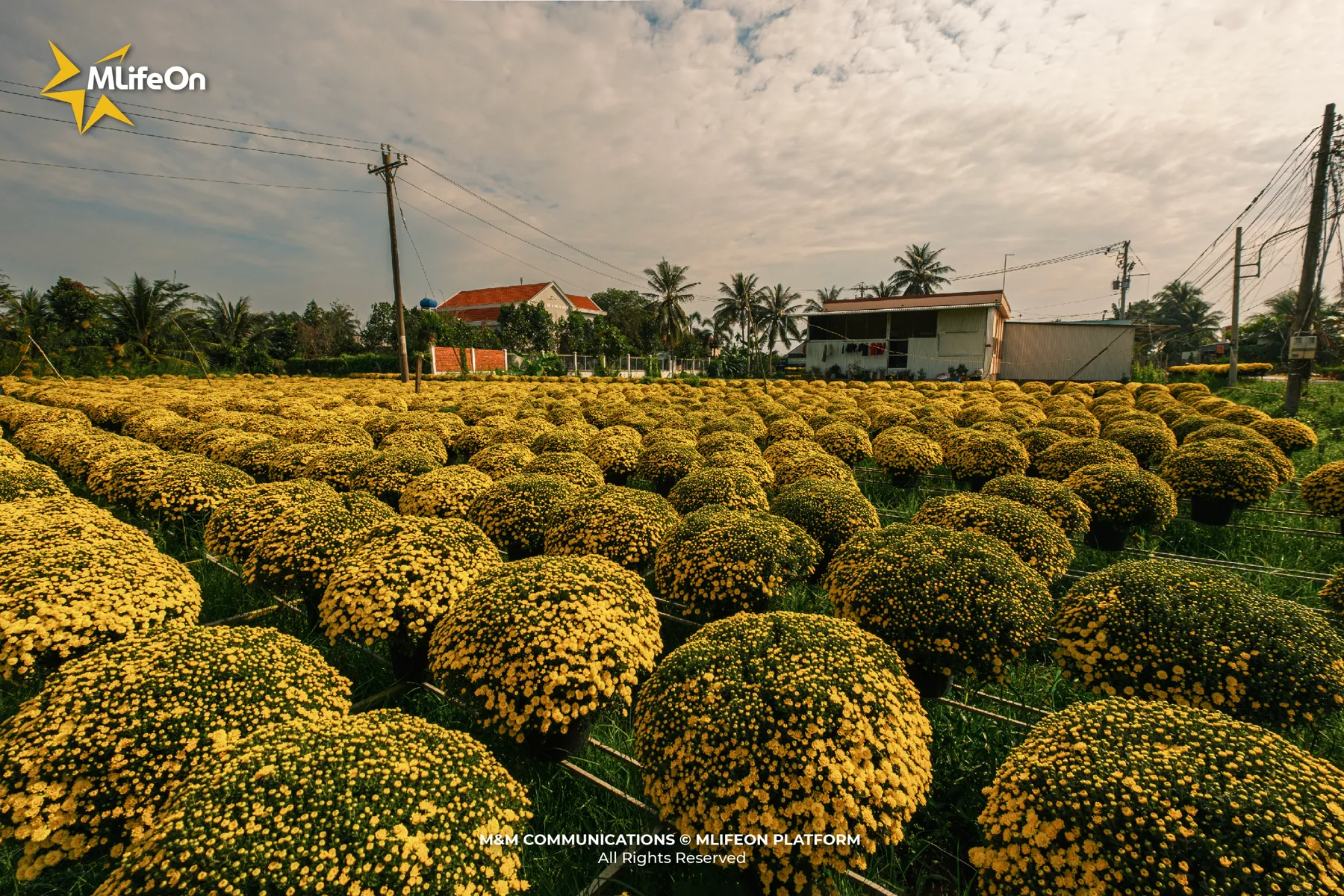 MLÌEON_WEB_T11_CHO LACH-05.jpg