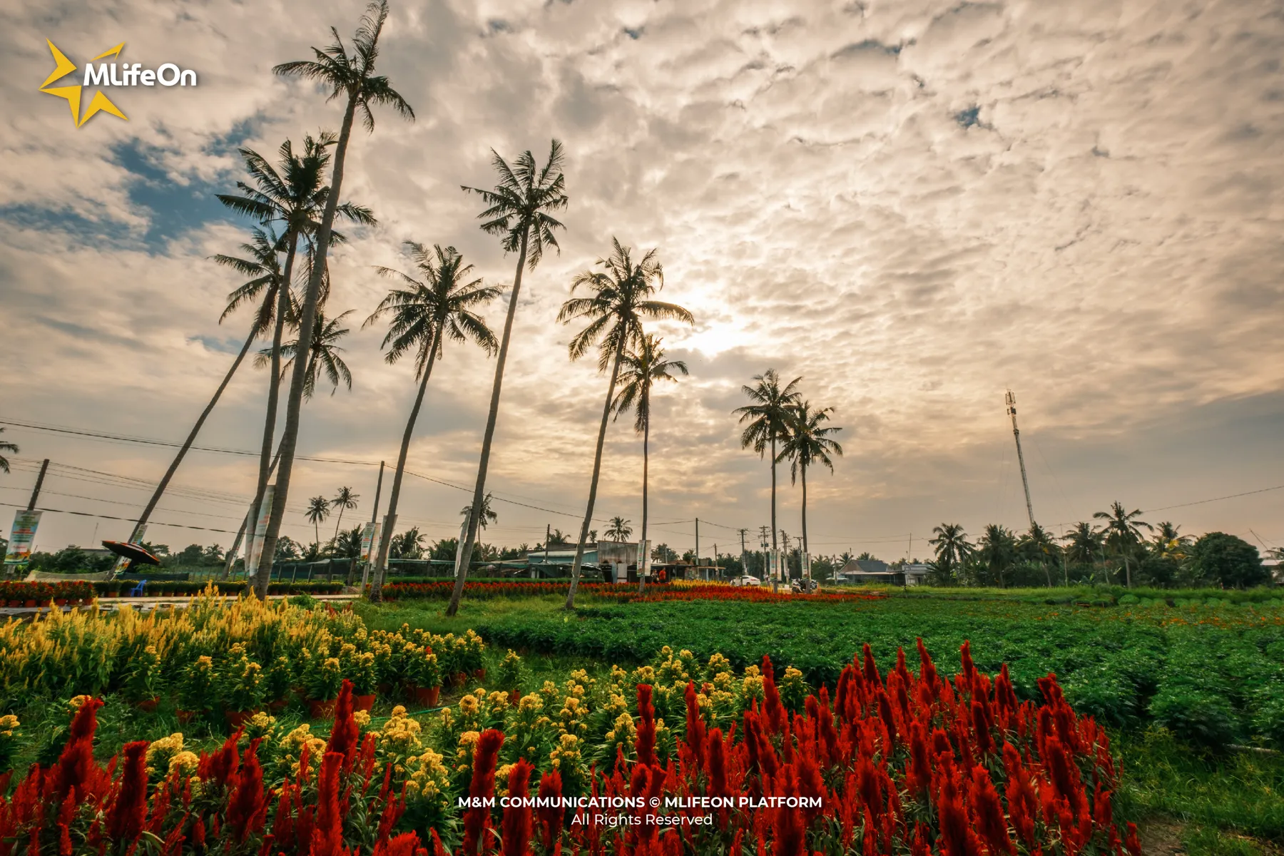 MLÌEON_WEB_T11_CHO LACH-06.jpg