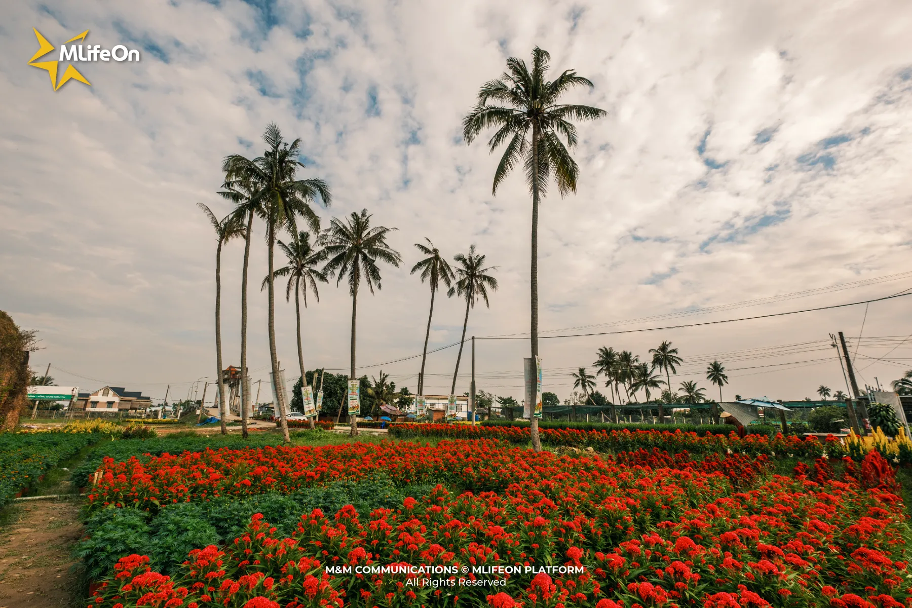 MLÌEON_WEB_T11_CHO LACH-10.jpg