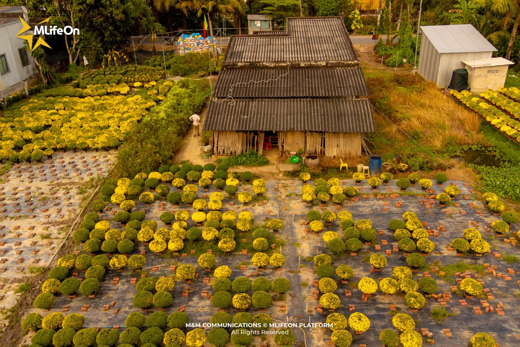 MLÌEON_WEB_T11_CHO LACH-11.jpg