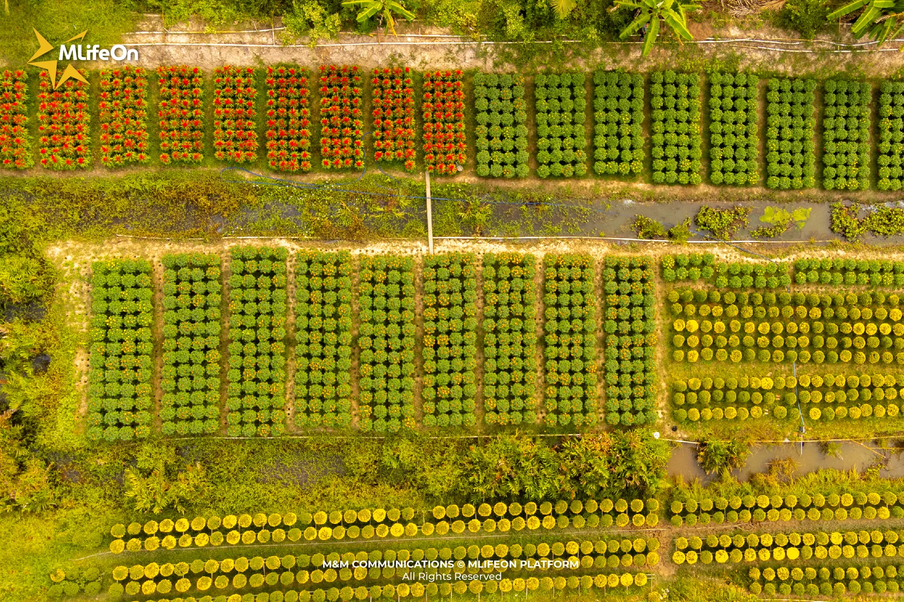 MLÌEON_WEB_T11_CHO LACH-12.jpg