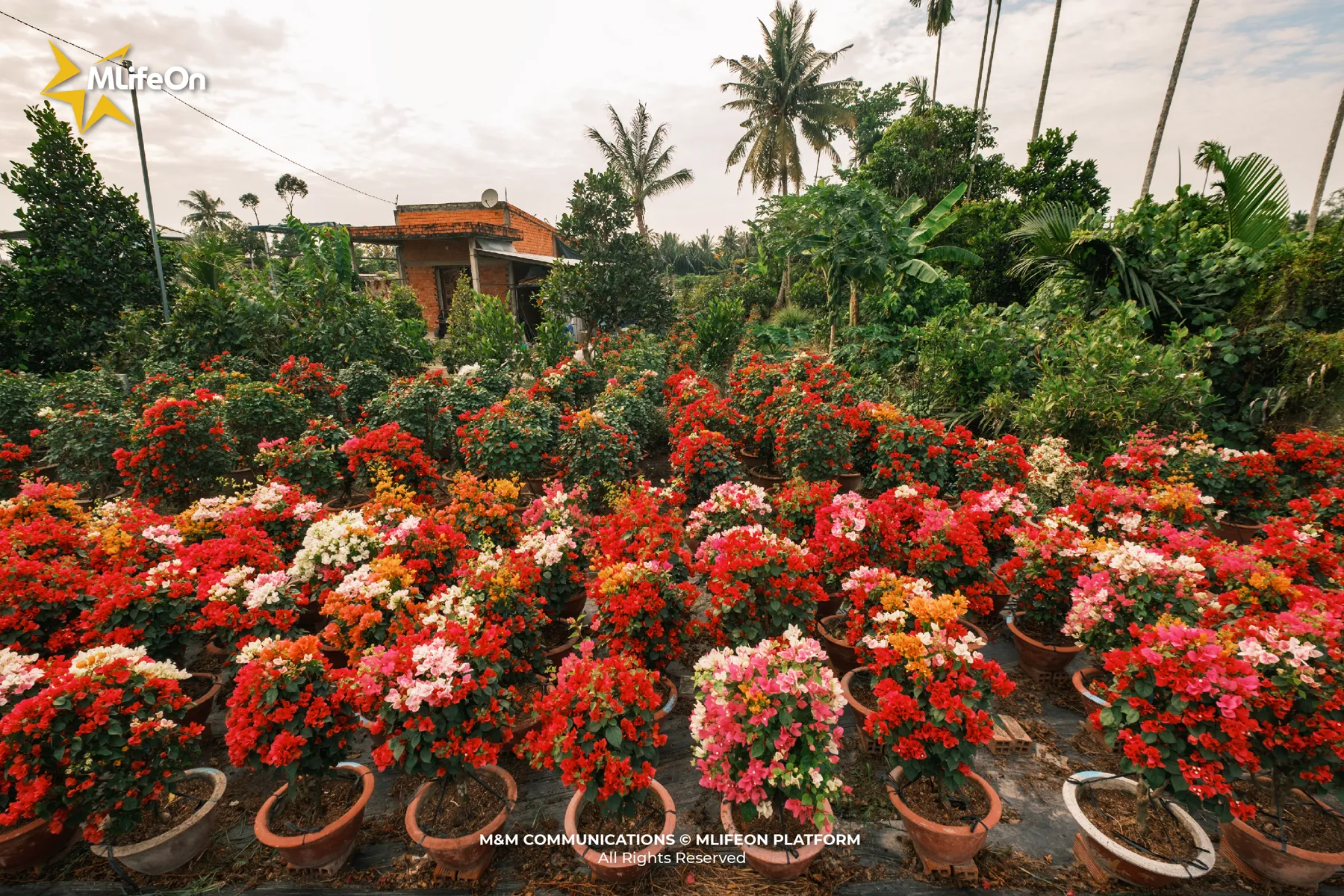 MLÌEON_WEB_T11_CHO LACH-14.jpg